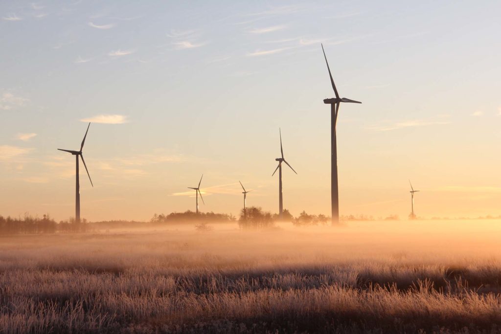 Windmills on a field at dawn